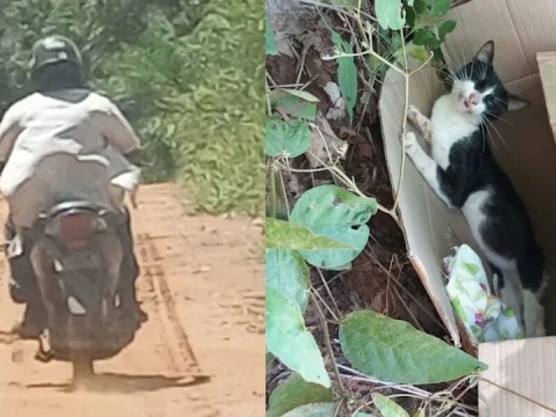 Homem é flagrado abandonando gato ferido em estrada vicinal de Aquidauana